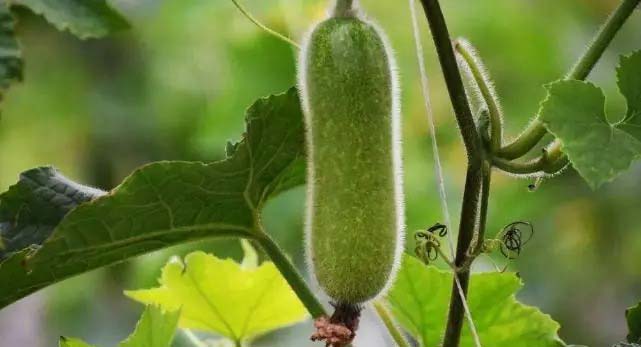 蔬菜配送廠家供應