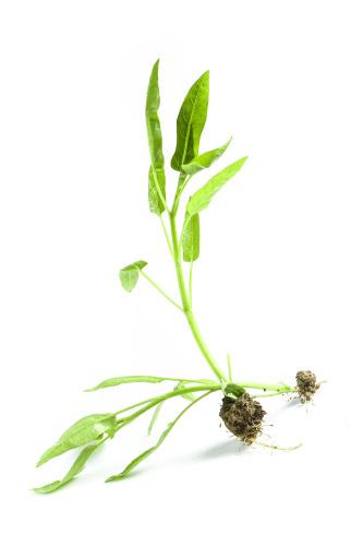 美食直送：新鮮食材每日抵達！