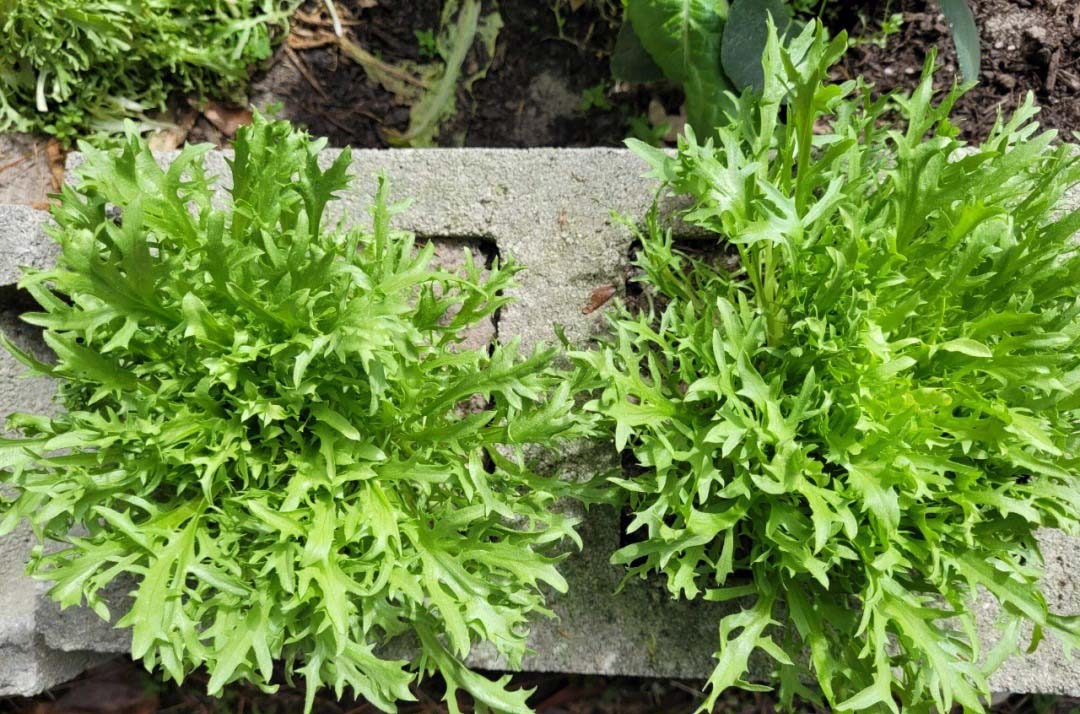 糧油蔬菜配送公司