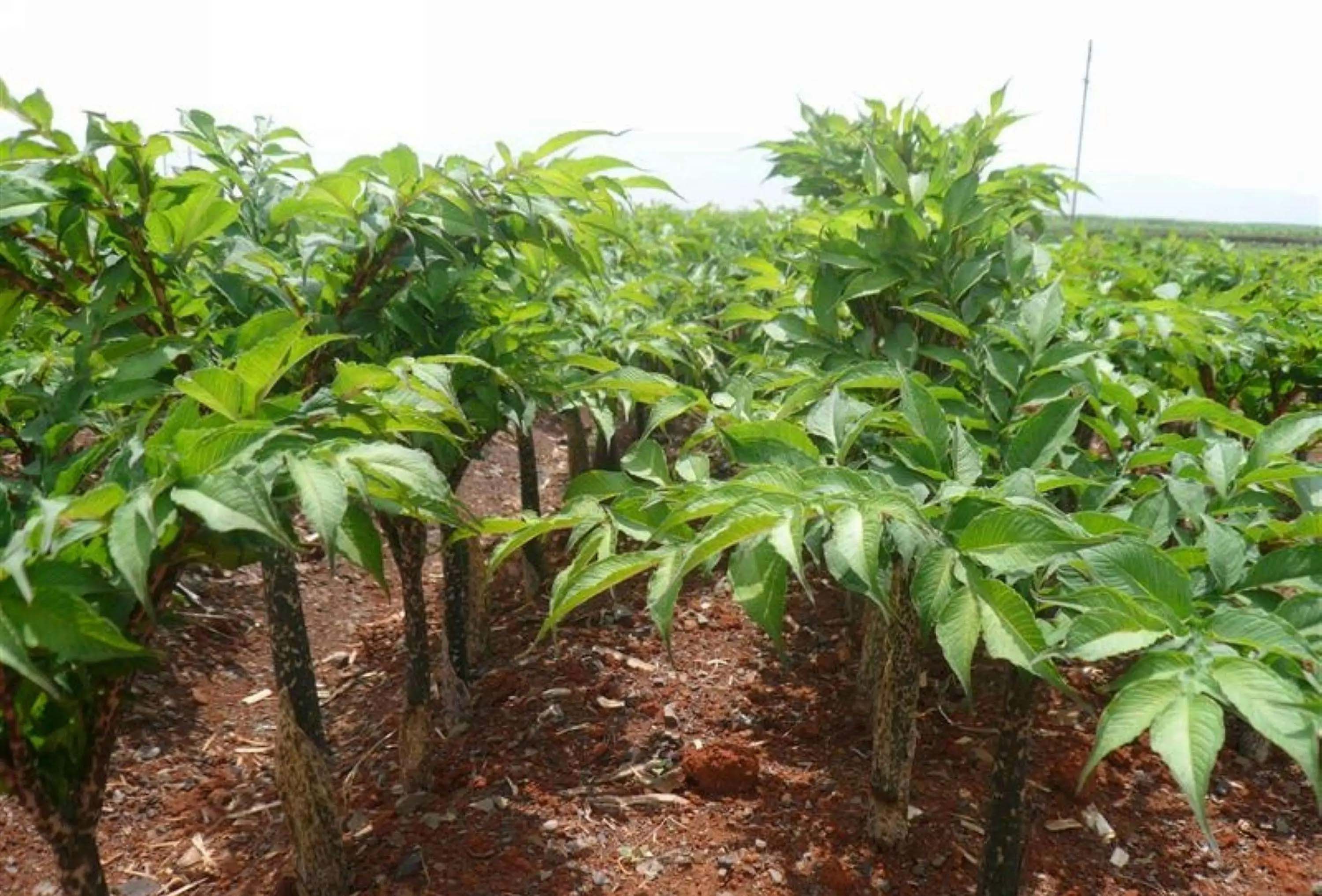 不出門也能買菜？這些送貨上門的購物app你必須知道！