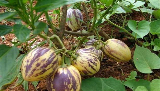 蔬菜配送價格表 2024-6-24