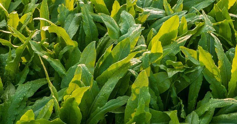 蔬菜配送：新鮮直達，滿足生活新需求