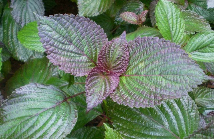 新鮮可口！菜多多蔬菜配送服務(wù)