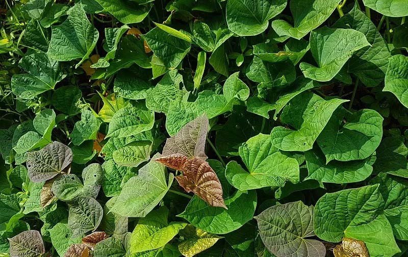 即刻訂購(gòu)，新鮮蔬菜送上門(mén) - 蔬菜配送app