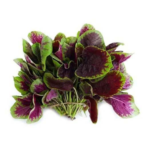 吉林省同城蔬菜配送app平臺(tái)