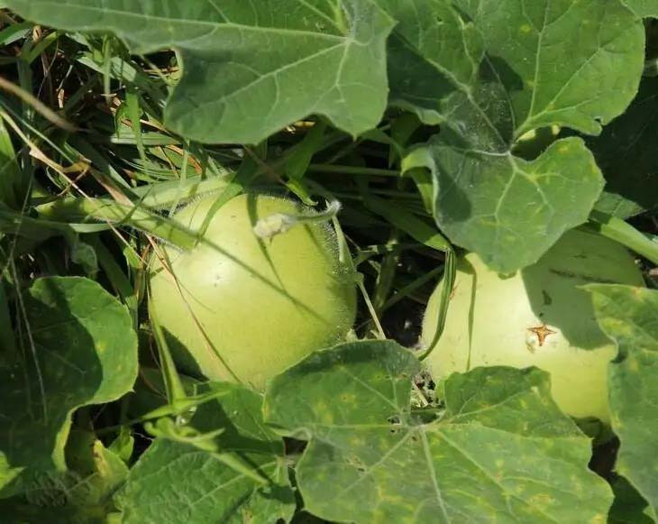 襄陽新鮮蔬菜配送供應(yīng)商