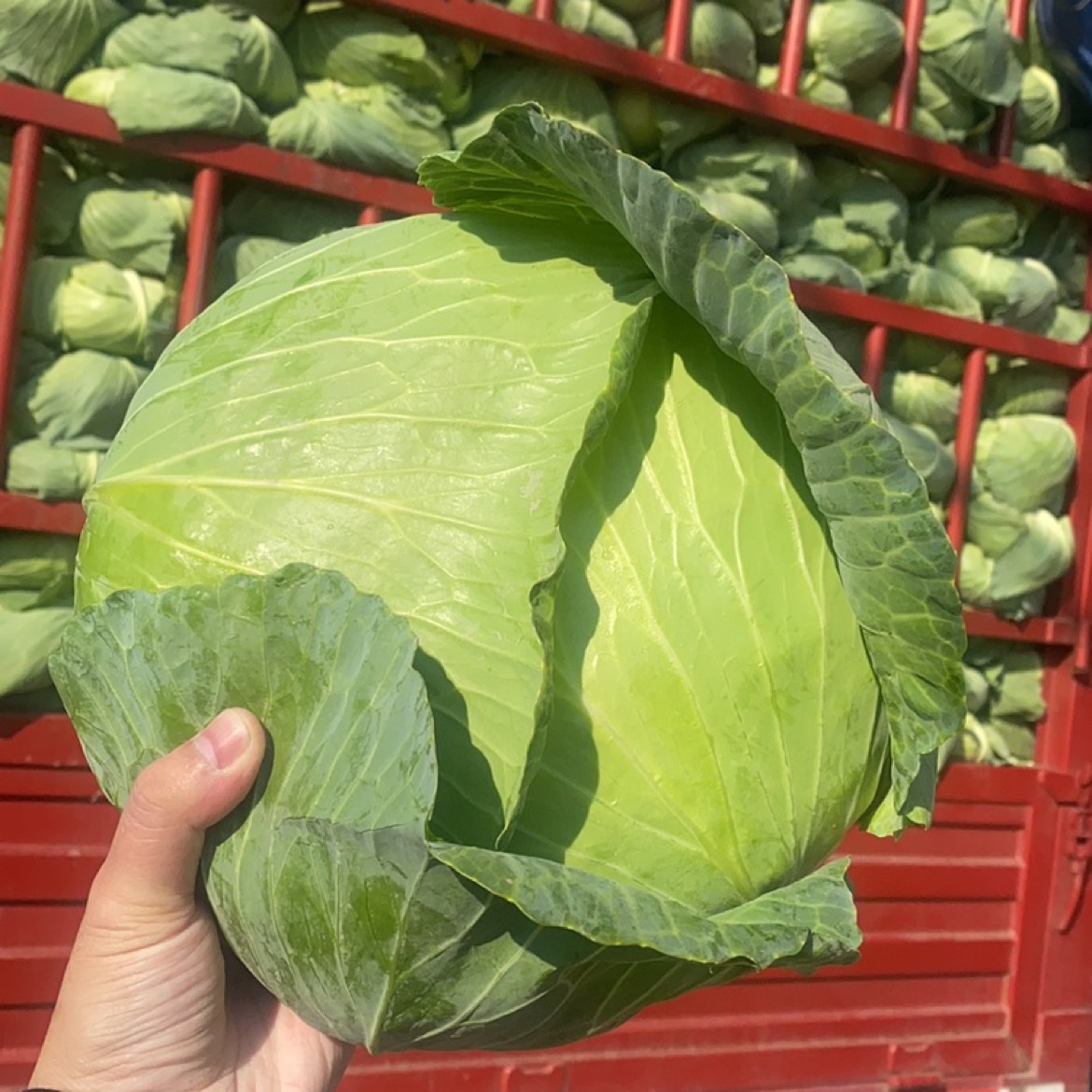 生鮮配送新鮮食材的速遞服務